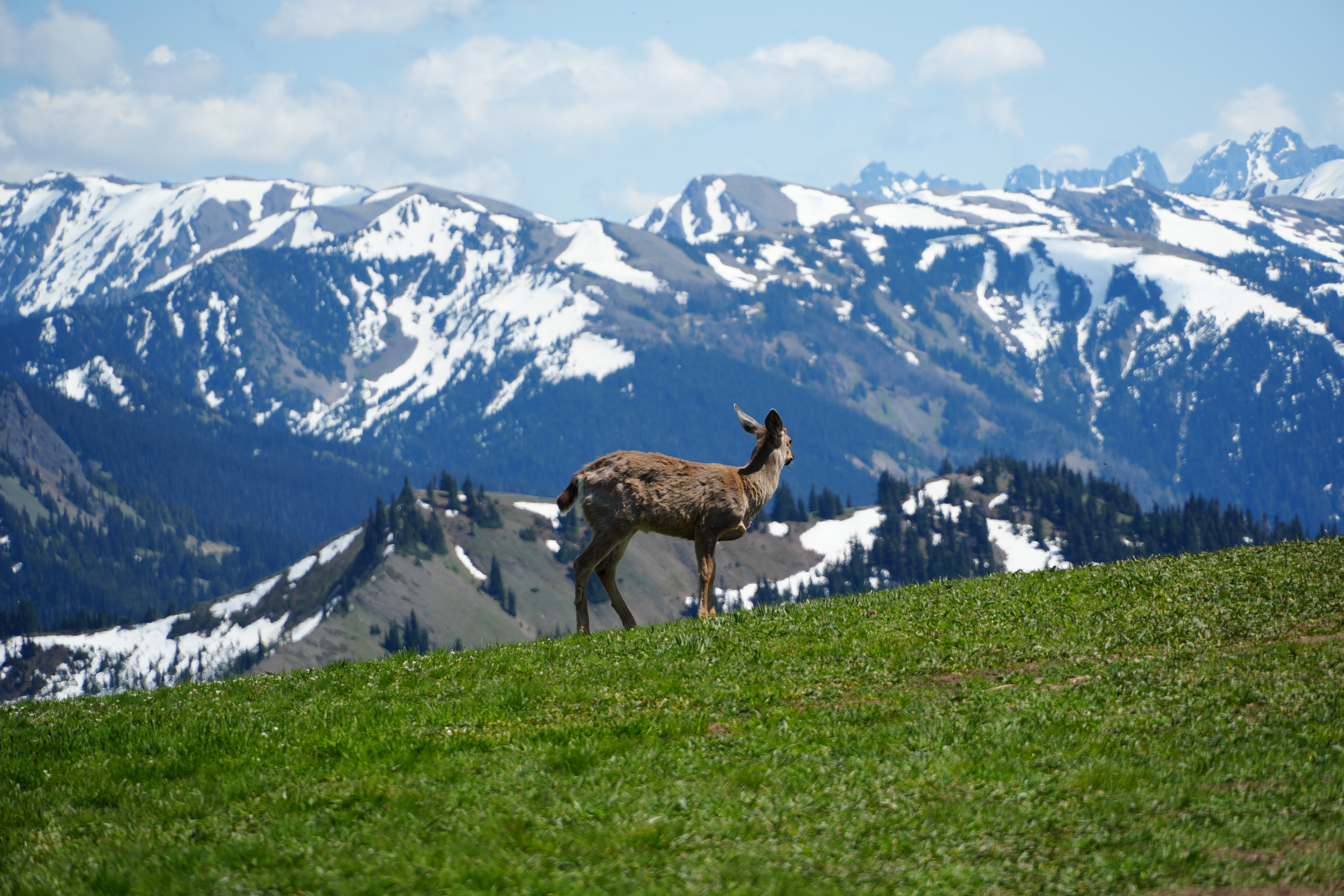 mule deer in mts Olymic